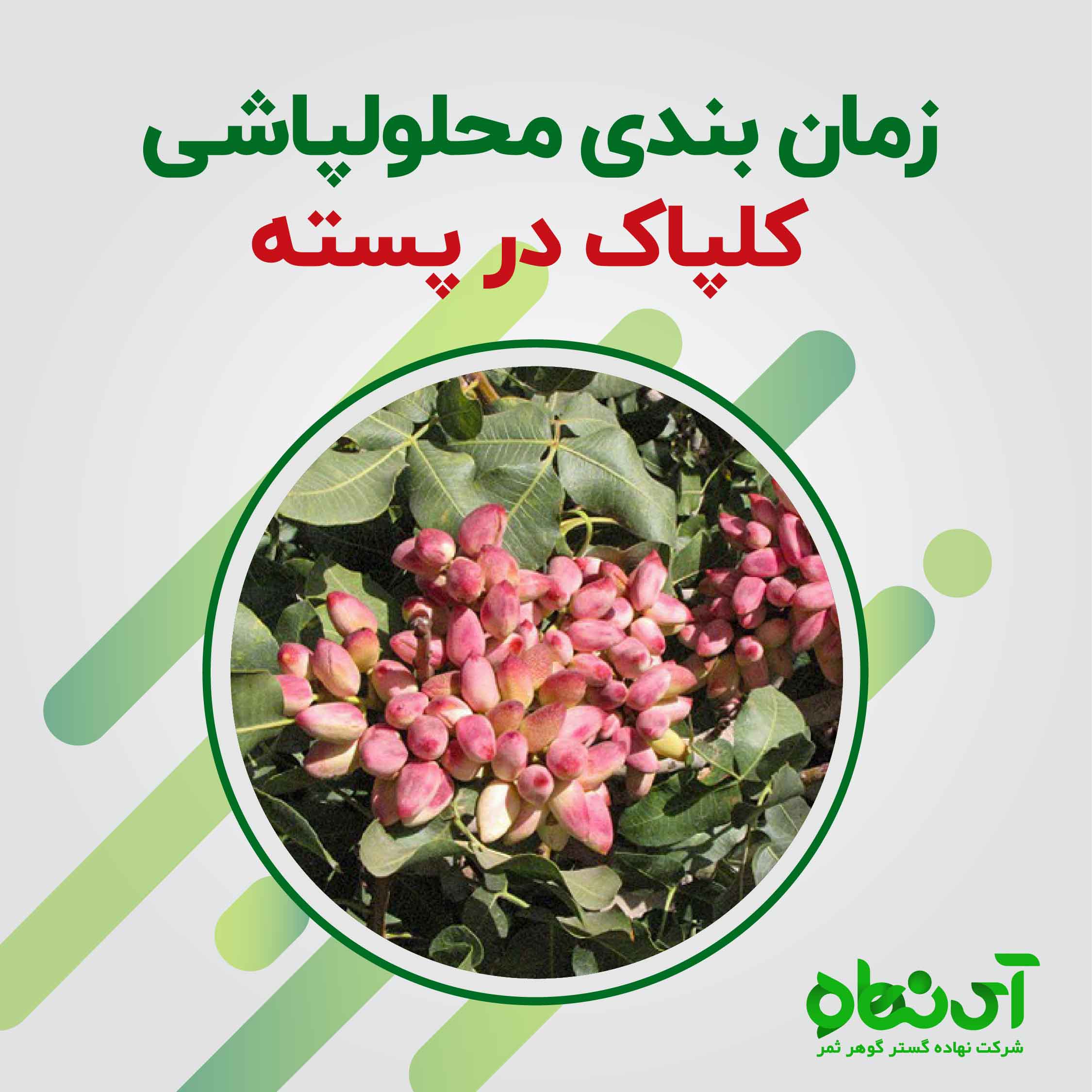 زمانبندی محلولپاشی کلپاک در پسته